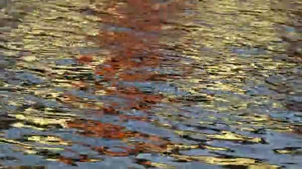 金黄色的阳光映照在水面上 形成美丽的波纹 质感和韵律图案 有些鲨鱼在水里游来游去 — 图库视频影像