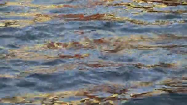 Złote Odbicie Światła Słonecznego Domu Powierzchni Wody Rzeki Tworząc Piękne — Wideo stockowe