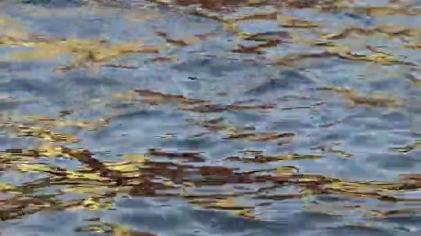 Złote Odbicie Światła Słonecznego Domu Powierzchni Wody Rzeki Tworząc Piękne — Wideo stockowe