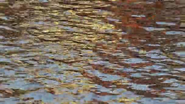 川の水面に家の黄金の太陽の反射は 美しい波紋 テクスチャとリズミカルなパターンを作成します いくつかのサメは水中で泳ぐ — ストック動画