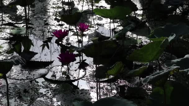 Dramatisch Uitzicht Watertuin Silhouet Van India Rood Water Lelie Bloemen — Stockvideo