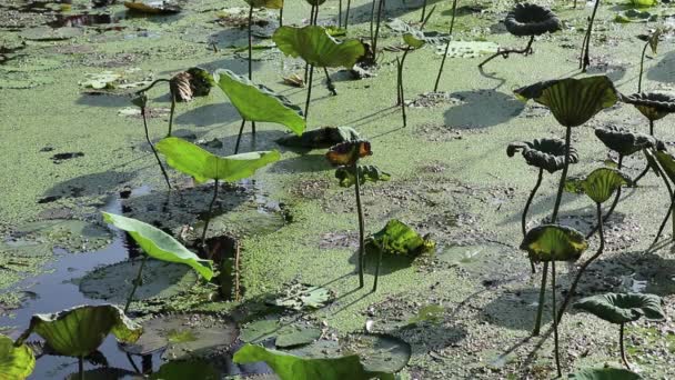 Uitzicht Watertuin Vijver Bedekt Met Verse Oude Lotusbladeren Waterleliebladeren Drijvende — Stockvideo