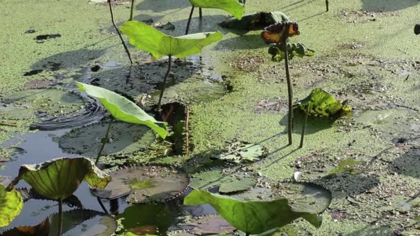 Výhled na zahradu. Rybník pokrytý čerstvými nebo starými listy lotosu, lekníny a plovoucími kachnami.