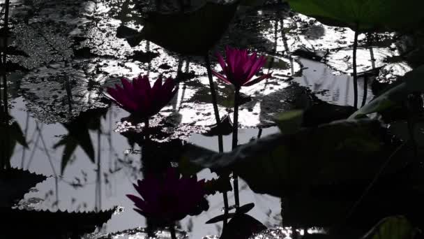 Dramatic Water Garden Morning View Silhouette India Red Water Lily — Stock Video