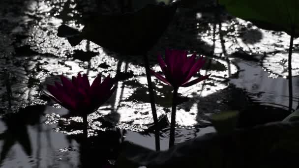 Dramatický výhled na zahradu s vodou. Silueta Indie červená voda lilie květiny a lotosové listy.