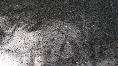 Thyrsostachys siamensis Gamble 'ın güzel hareket eden yaprakları, manastır bambusu olarak da bilinir, çakıllı beton zemine yansımaktadır..