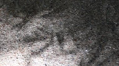 Thyrsostachys siamensis Gamble 'ın güzel hareket eden yaprakları, manastır bambusu olarak da bilinir, çakıllı beton zemine yansımaktadır..