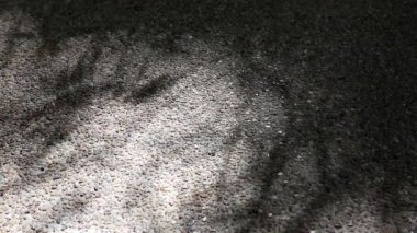 Thyrsostachys siamensis Gamble 'ın güzel hareket eden yaprakları, manastır bambusu olarak da bilinir, çakıllı beton zemine yansımaktadır..