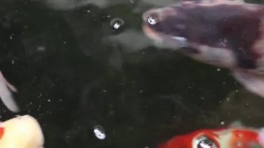 Değişik renkli koi sazan balığı, Cyprinus carpio 'nun yakın görüntüsü, yüzen toz parçacığı suyunda yüzer..