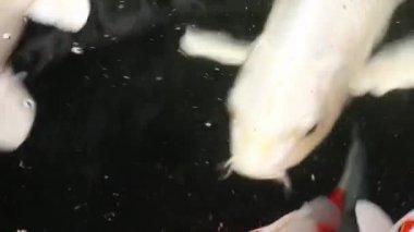 Değişik renkli koi sazan balığı, Cyprinus carpio 'nun yakın görüntüsü, yüzen toz parçacığı suyunda yüzer..