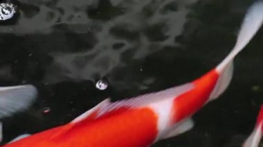 Değişik renkli koi sazan balığı, Cyprinus carpio 'nun yakın görüntüsü, yüzen toz parçacığı suyunda yüzer..