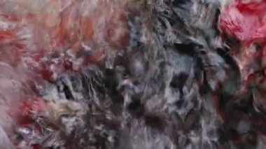 Değişik renkli koi sazan balığı, Cyprinus carpio 'nun yakın görüntüsü, yüzen toz parçacığı suyunda yüzer..