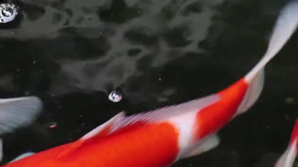 各种五彩缤纷的观赏鱼 观赏鱼 浮游沙尘 — 图库视频影像