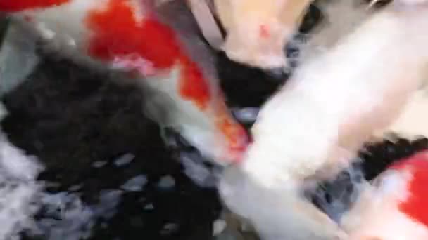 Vista Cerca Variedad Colorido Ornamental Koi Peces Carpa Cyprinus Carpio — Vídeo de stock