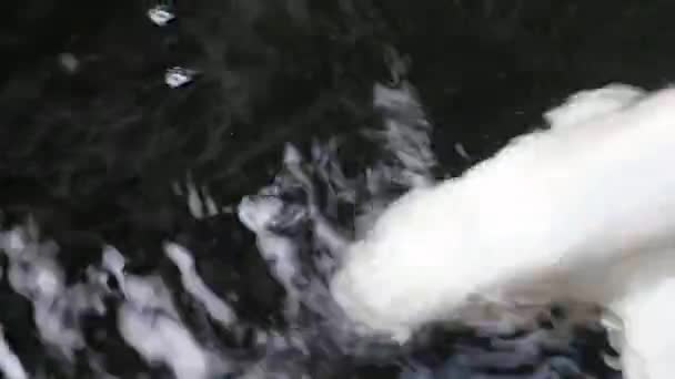 Detailní Pohled Pestrobarevné Okrasné Koi Kapry Cyprinus Carpio Plavání Prachové — Stock video