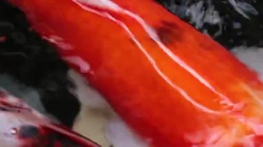 Değişik renkli Koi sazan balığı Cyprinus carpio 'nun aşırı yakın plan görüntüsü, yüzen toz parçacığı suyunda yüzer..