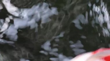 Değişik renkli Koi sazan balığı Cyprinus carpio 'nun aşırı yakın plan görüntüsü, yüzen toz parçacığı suyunda yüzer..