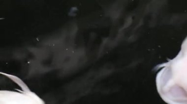 Değişik renkli Koi sazan balığı Cyprinus carpio 'nun aşırı yakın plan görüntüsü, yüzen toz parçacığı suyunda yüzer..