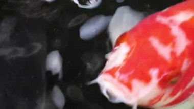 Değişik renkli Koi sazan balığı Cyprinus carpio 'nun aşırı yakın plan görüntüsü, yüzen toz parçacığı suyunda yüzer..