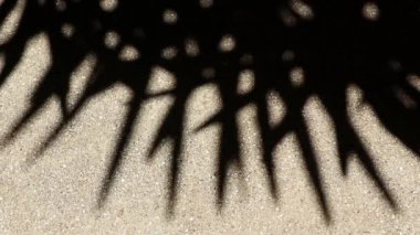 Bambu palmiyesinin tuhaf ama güzel hareket eden soyut gölgesi çakıllı beton zeminde..