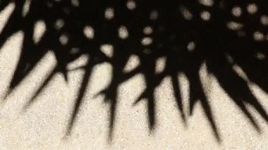 Bambu palmiyesinin tuhaf ama güzel hareket eden soyut gölgesi çakıllı beton zeminde..
