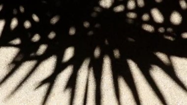 Bambu palmiyesinin tuhaf ama güzel hareket eden soyut gölgesi çakıllı beton zeminde..