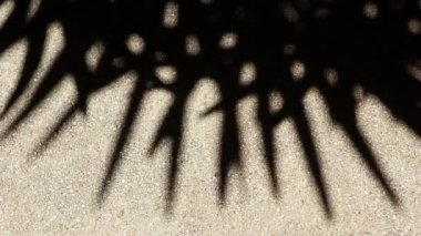 Bambu palmiyesinin tuhaf ama güzel hareket eden soyut gölgesi çakıllı beton zeminde..