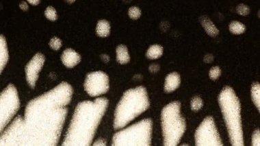 Bambu palmiyesinin tuhaf ama güzel hareket eden soyut gölgesi çakıllı beton zeminde..