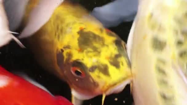 Extrema Vista Cerca Variedad Colorido Ornamental Koi Peces Carpa Cyprinus — Vídeo de stock