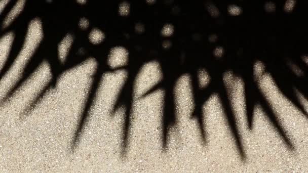 Ein Bizarrer Und Doch Wunderschön Bewegender Abstrakter Schatten Von Bambuspalmenblättern — Stockvideo