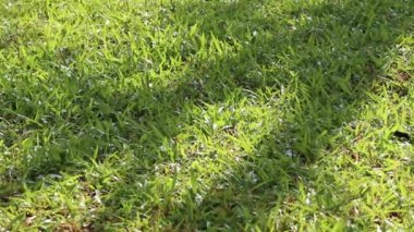 Doğanın güzelliği. Düşük büyüyen tropikal halı otları ve serpilen suyla kaplı karadaki ağaç gölgesinin görüntüsü.