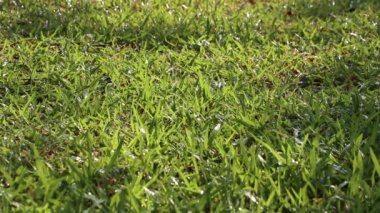 Doğanın güzelliği. Tropikal halı çimleri ve serpiştirilmiş suyun yumuşak odak noktası.