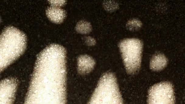 Μια Παράξενη Αλλά Όμορφα Συγκινητική Αφηρημένη Σκιά Από Φύλλα Φοίνικα — Αρχείο Βίντεο