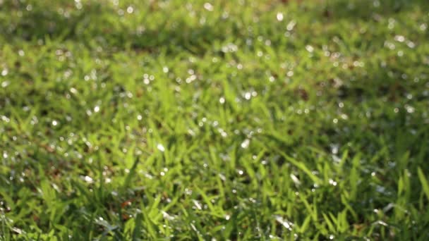 自然の美しさ 熱帯カーペット草の上に輝く水滴と散水水の控えめなビュー — ストック動画