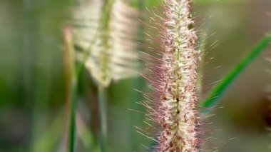 Süslü otlar. Pennisetum alopecuroides, Çin fıskiyesi veya cüce fıskiyesi otları olarak bilinir, rüzgarda savrulur..