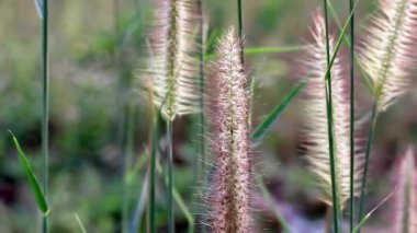 Süslü otlar. Pennisetum alopecuroides, Çin fıskiyesi veya cüce fıskiyesi otları olarak bilinir, rüzgarda savrulur..