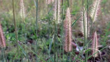 Süslü otlar. Pennisetum alopecuroides, Çin fıskiyesi veya cüce fıskiyesi otları olarak bilinir, rüzgarda savrulur..