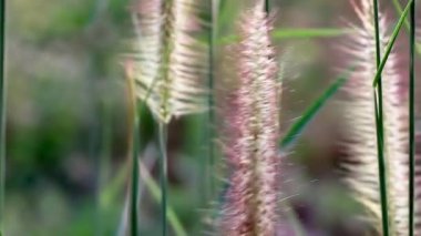 Süslü otlar. Pennisetum alopecuroides, Çin fıskiyesi veya cüce fıskiyesi otları olarak bilinir, rüzgarda savrulur..