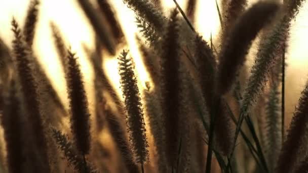 Bella Drammatica Vista Sul Tramonto Con Aggraziatamente Movimento Pennisetum Alopecuroides — Video Stock