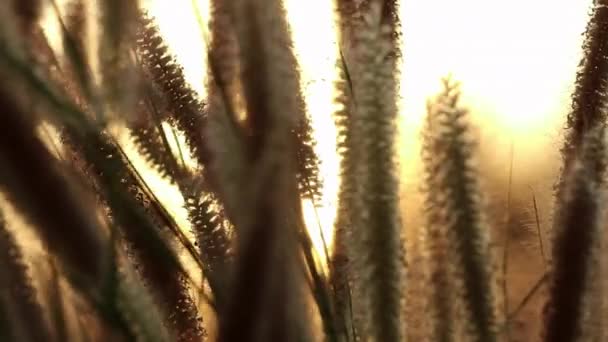 Vacker Och Dramatisk Utsikt Över Solnedgången Med Graciöst Rörliga Pennisetum — Stockvideo