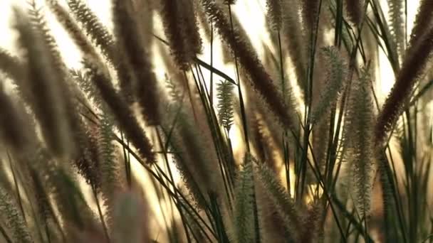 Vacker Och Dramatisk Utsikt Över Solnedgången Med Graciöst Rörliga Pennisetum — Stockvideo