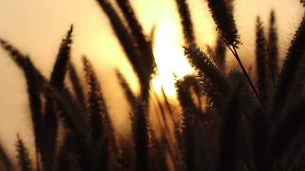 Schöne Und Dramatische Ansicht Des Sonnenuntergangs Mit Anmutig Beweglichen Pennisetum — Stockvideo