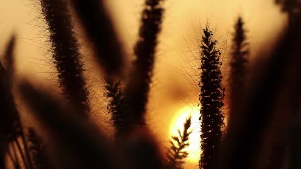 Schöne Und Dramatische Ansicht Des Sonnenuntergangs Mit Anmutig Beweglichen Pennisetum — Stockvideo