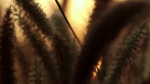 Прекрасний Драматичний Захід Сонця Граціозно Переміщеним Penisetum Alopecuroides Відомим Китайський — стокове відео