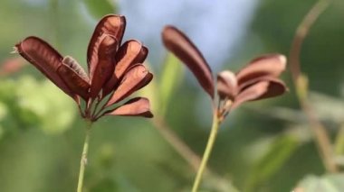 Mutfak ve şifalı bitkiler. Olgun vahşi Neptunia oleracea sürüleri su mimozası olarak da bilinir ya da rüzgarda sallanan hassas neptunya. Kökünden aşağı inen küçük mealybug.