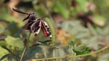 Mutfak ve şifalı bitkiler. Su mimozası ya da hassas neptunya olarak bilinen Neptunia oleracea 'nın hassas yapraklarıyla olgunlaşmış tohumlar ve tohumlar. Thorny Solanum trilobatum da görünür.