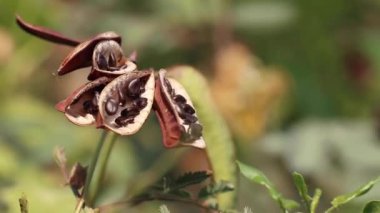 Mutfak ve şifalı bitkiler. Su mimozası ya da hassas neptunya olarak bilinen Neptunia oleracea 'nın hassas yapraklarıyla olgunlaşmış tohumlar ve tohumlar. Thorny Solanum trilobatum da görünür.