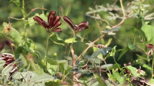 Culinaire Medicinale Kruidenplanten Rijpe Peulen Zaden Met Gevoelige Bladeren Van — Stockvideo