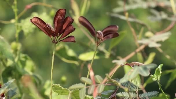 Culinaire Medicinale Kruidenplanten Rijpe Peulen Zaden Met Gevoelige Bladeren Van — Stockvideo