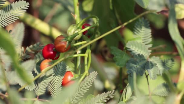 자연의 아름다움 솔라눔 삼엽충 열매들 바람에 흔들리는 가운데 미모사 Water — 비디오